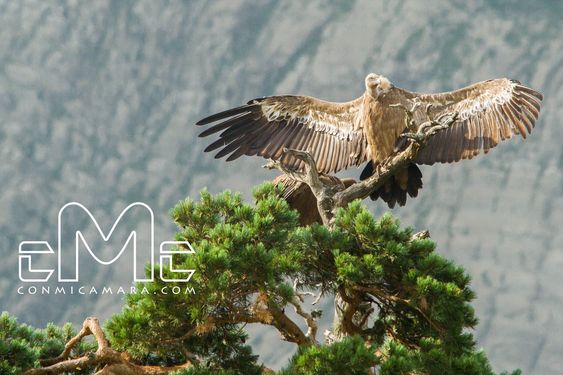 Buitre común (Gyps fulvus) Buitre común (Gyps fulvus)